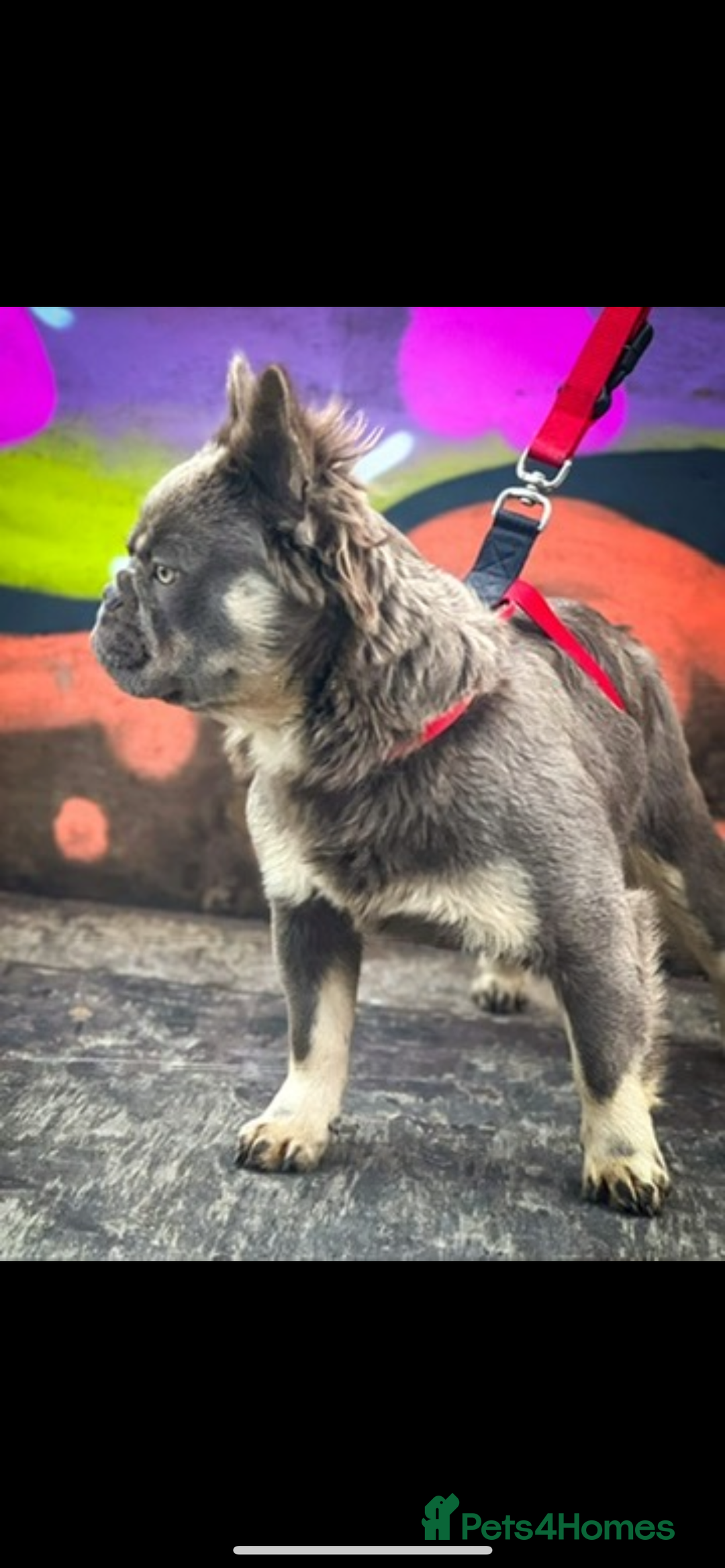 French Bulldog dogs for sale: Fluffy French bulldog puppies health clear  - Advert 7