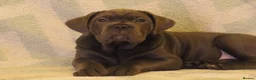 Cane Corso dogs for sale:  Health-Tested Cane Corso Puppies 🐾 - Advert 13