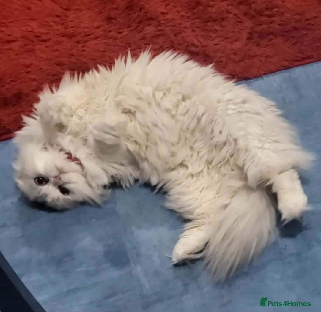 Scottish Fold cats for sale: Adorable Scottish long hair fold - Advert 1