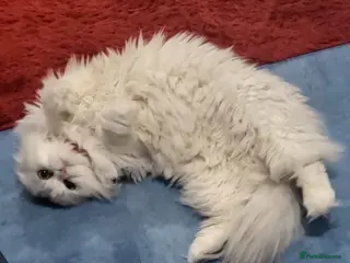 Scottish Fold cats Adorable Scottish long hair fold - Advert 6