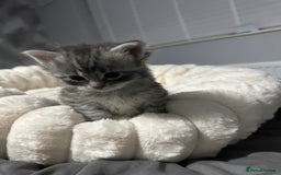 Mixed Breed cats for sale: Siberian x maincoon ready 5th november - Image 7