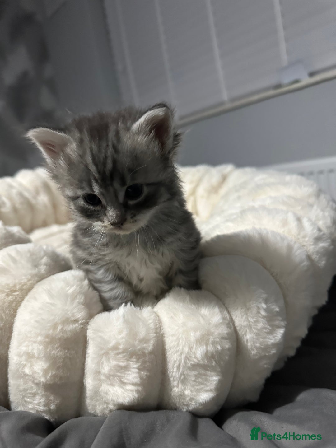 Mixed Breed cats for sale: Siberian x maincoon ready 5th november - Image 7