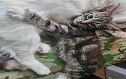 Munchkin cats for sale: Cute addorable kitten ready to leave immediately  in London - Image 5