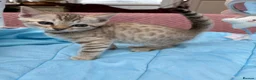 Bengal cats for sale: Snow Mink & Lynx 🩷💙 Pedigree TICA Bengal Kittens - Advert 11