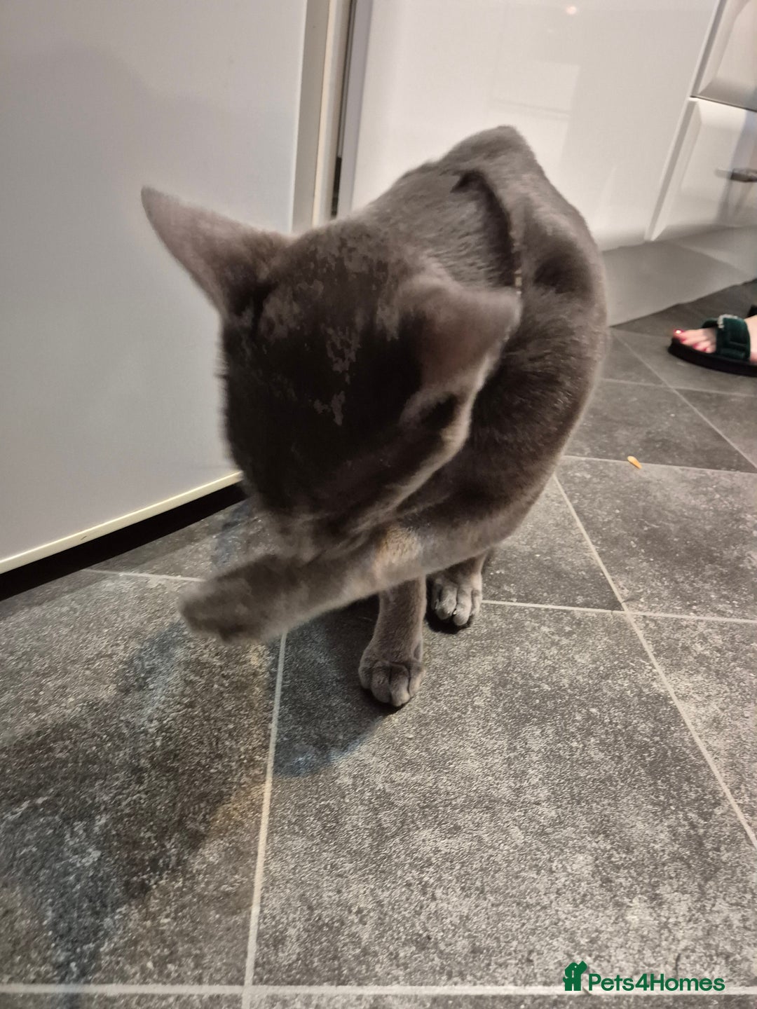 Oriental cats for sale: Beautiful blue/gray oriental kittens - Advert 18