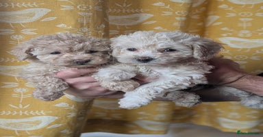 Toy Poodle dogs - Advert 5