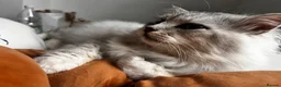 Siberian cats for sale: Two mix Siberian girls!! - Advert 10