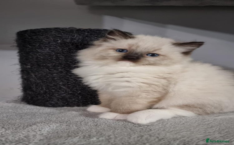 Ragdoll cats GCCF REGISTERED RAGDOLL KITTENS - Advert 5