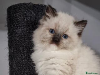 Ragdoll cats GCCF REGISTERED RAGDOLL KITTENS - Advert 17