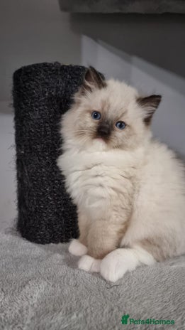 Ragdoll cats GCCF REGISTERED RAGDOLL KITTENS - Advert 5