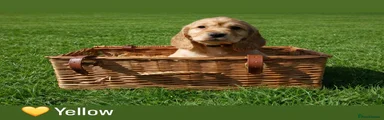 Yellow - Cocker Spaniel 