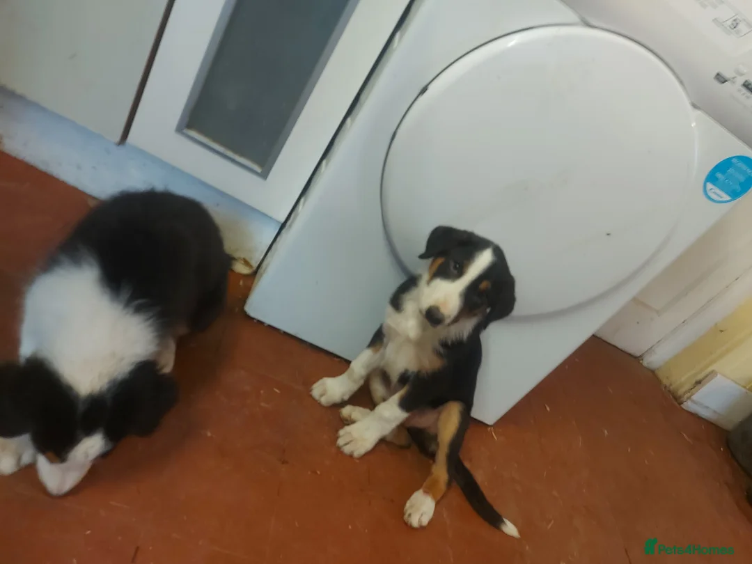 Huntaway dogs for sale: Huntaway pups for sale - Advert 8