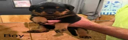Rottweiler dogs for sale: 🤝🤝Humble🫧Gentle🤝German💼rottie🤝 pups in Dumfries - Advert 3