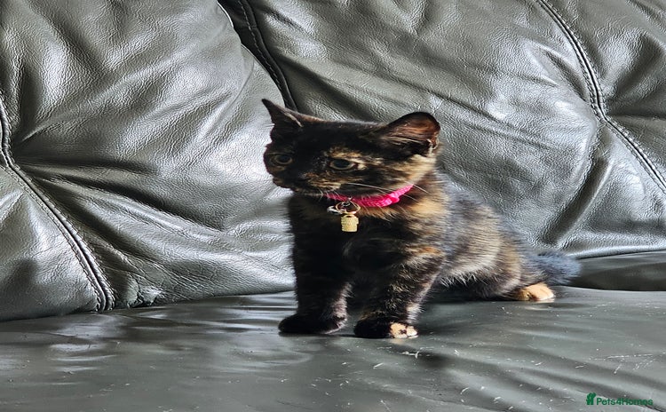Mixed Breed cats - Advert 1