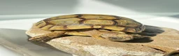 Tortoise reptiles for sale: Tortoise  in London - Advert 1