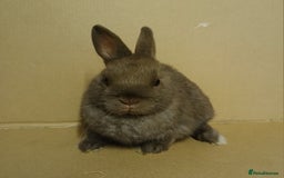 Netherland Dwarf rabbits for sale: Chocolate Netherland Dwarf pet buck for sale - Image 2