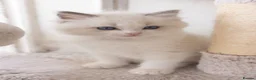 Ragdoll cats for sale: the Best Ragdoll kittens - Advert 16