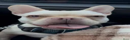 French Bulldog dogs for sale: Blondie 2 year old frenchie  - Advert 10