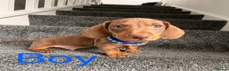 Miniature Dachshund dogs for sale: KC registered miniature dachshund  - Advert 5