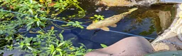 Koi Carp fish for sale: Three Koi Carp in Steyning - Advert 3