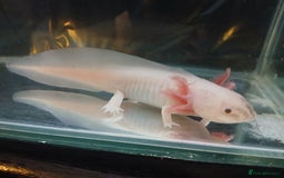 Other/Mixed Breed fish for sale: Dirty lucy/pie bald  - Image 2