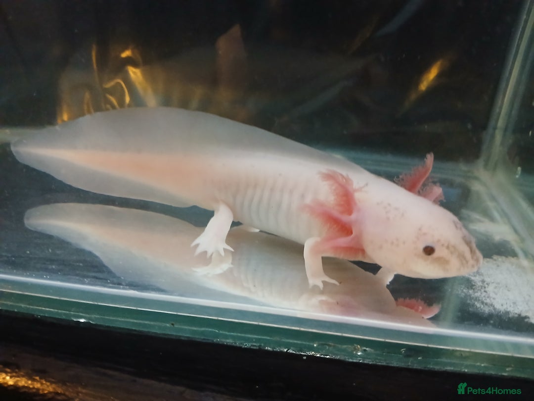 Other/Mixed Breed fish for sale: Dirty lucy/pie bald  - Image 2