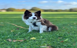 Border Collie dogs for stud: Kajtek Red-white border collie looking for a lady! - Image 4