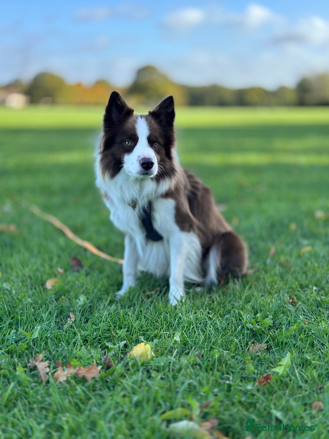 Border Collie dogs for stud: Kajtek Red-white border collie looking for a lady! - Image 4