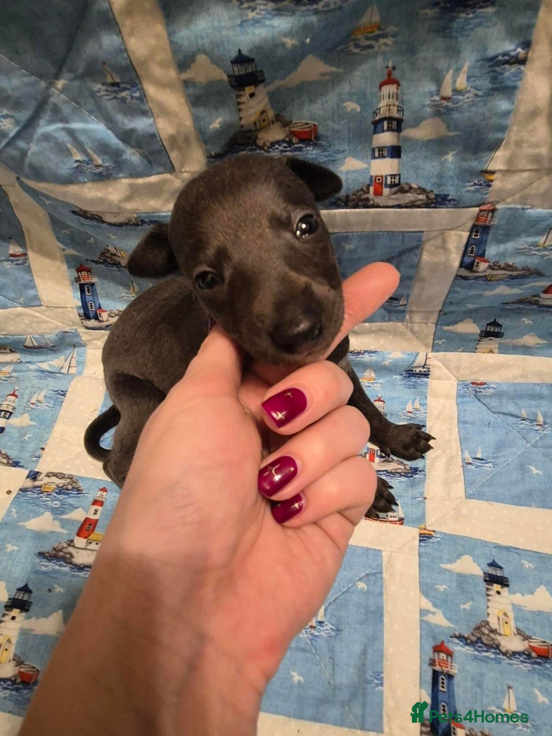 Whippet dogs for sale: Stunning KC Whippet Puppies for Sale - Advert 4