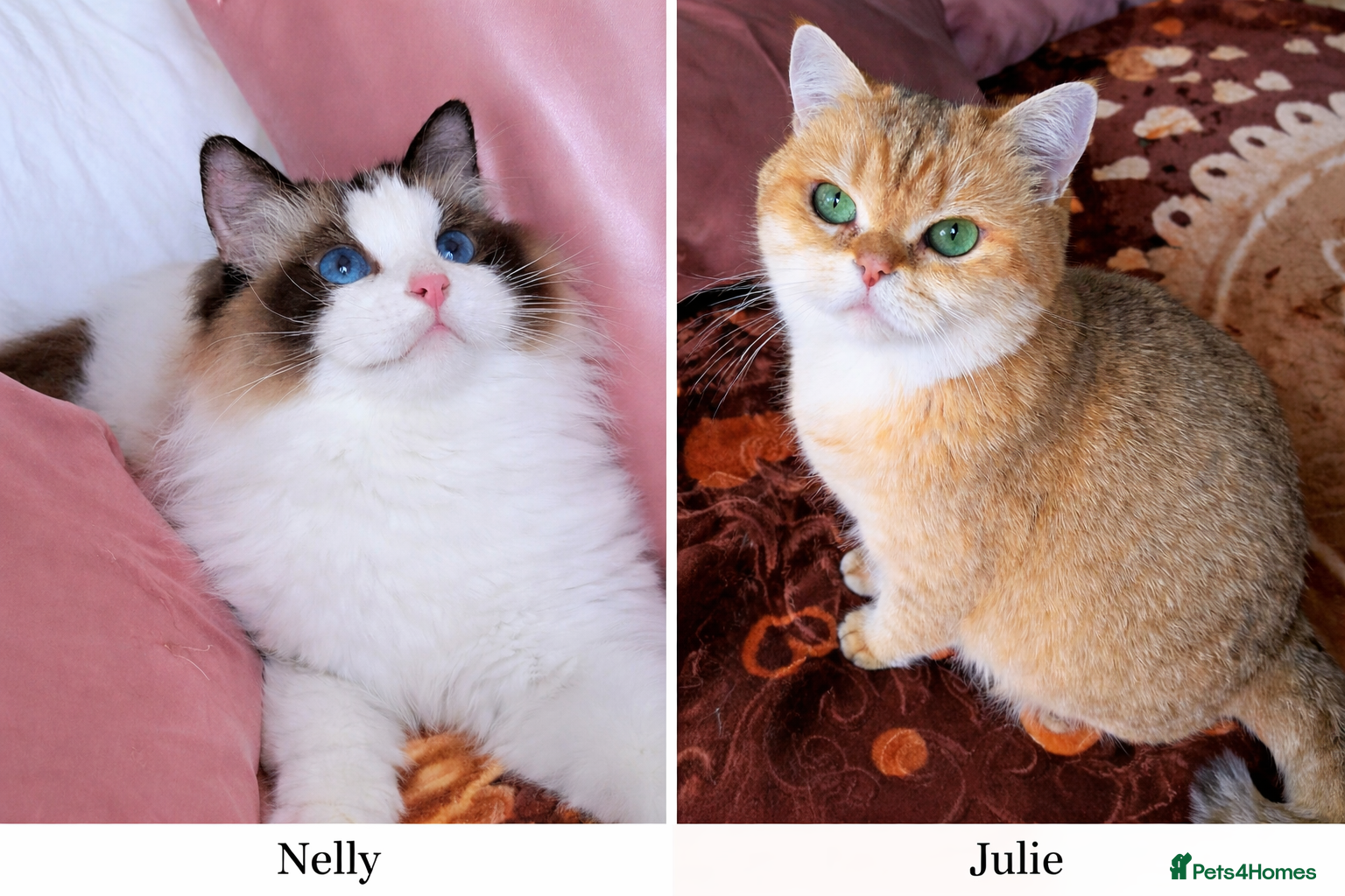 British Shorthair cats ✨ Two Gorgeous Retired Queens  ✨ - Advert 1