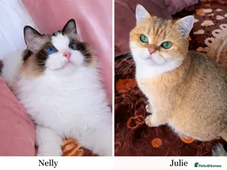 British Shorthair cats ✨ Two Gorgeous Retired Queens ✨ - Advert 1