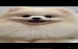 Pomchi dogs for sale: Super TINY white chihuahua x Korean Pom READY NOW - Image 20