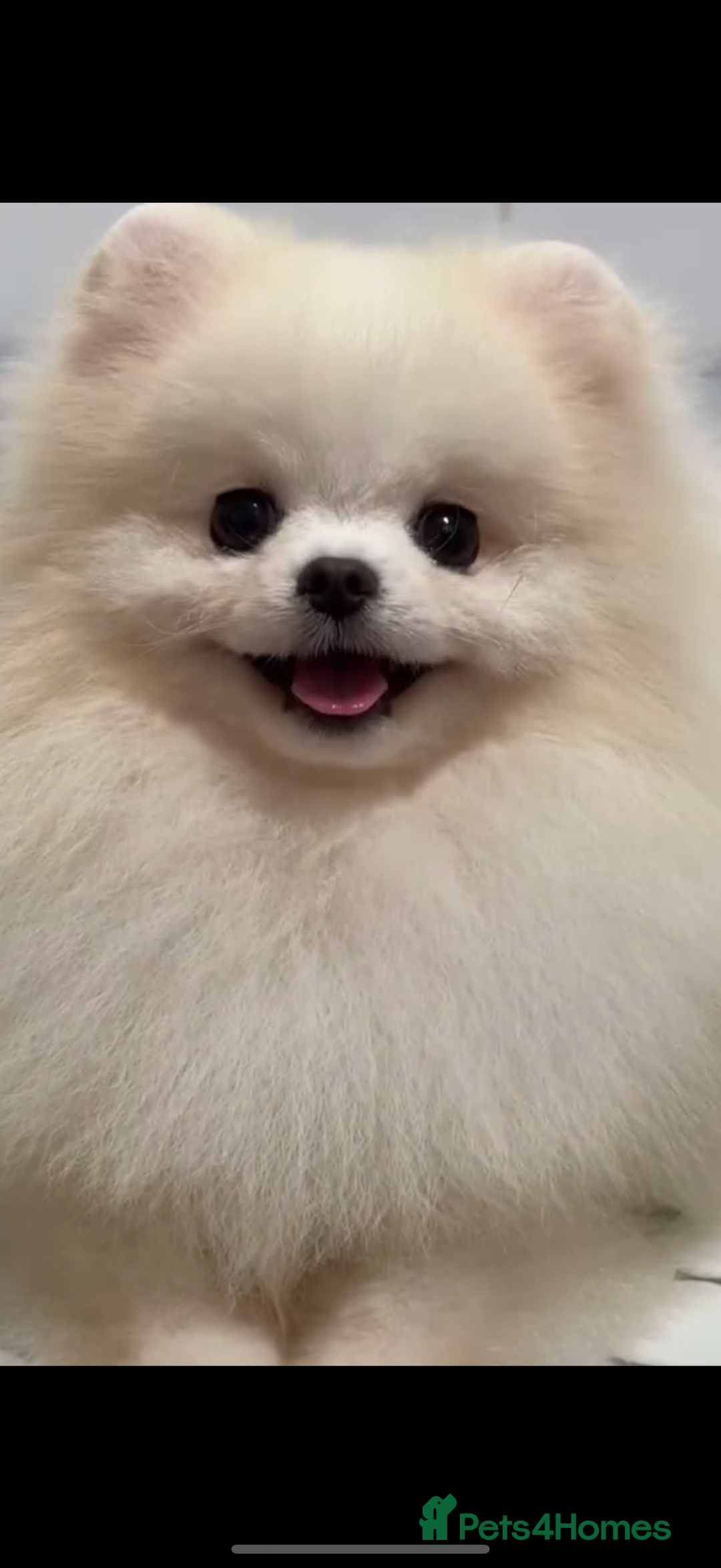 Pomchi dogs for sale: Super TINY white chihuahua x Korean Pom READY NOW - Image 20
