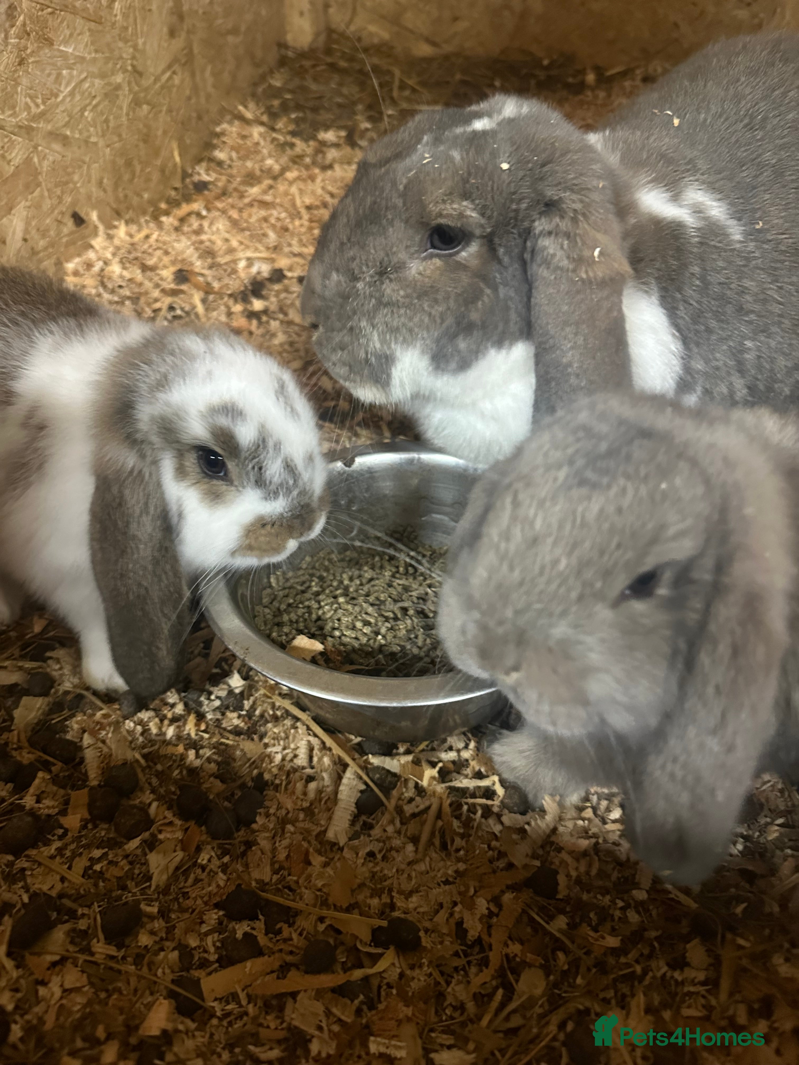 French Lop rabbits 1 French Lop baby ready to go - Advert 3