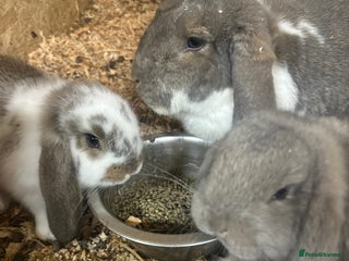 French Lop rabbits for sale - Advert 1