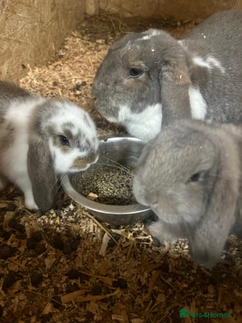 French Lop rabbits - Advert 1