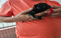 German Shepherd dogs for sale: German shepherd  - Image 9