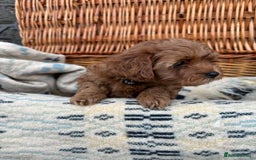 Cockapoo dogs for sale: ❤️ Tiny Deep Red Miniature F1b Cockapoo Pup's  - Image 22