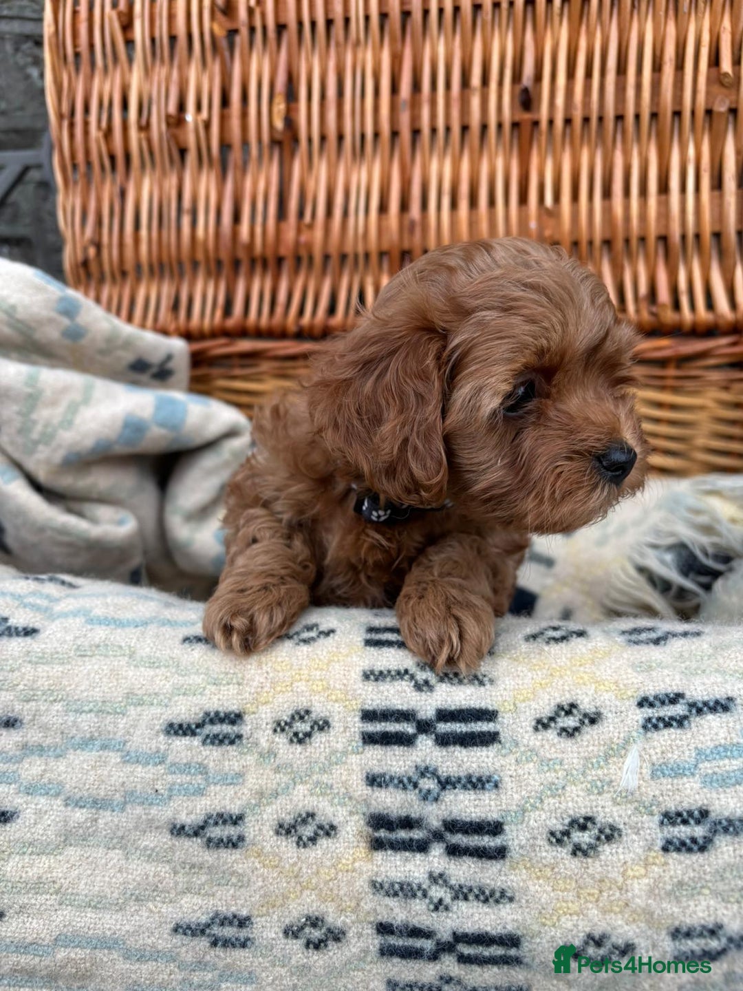 Cockapoo dogs for sale: ❤️ Tiny Deep Red Miniature F1b Cockapoo Pup's  - Image 22
