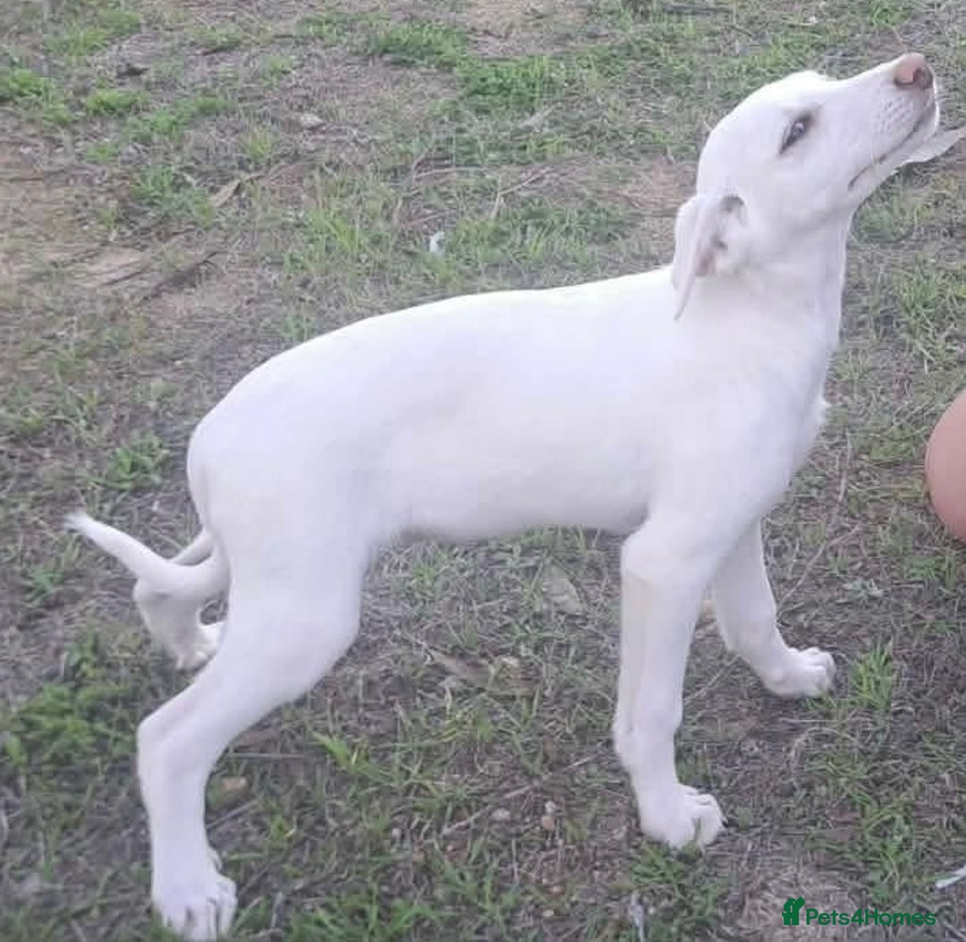 Mixed Breed dogs for adoption: Holly needs a loving home - Advert 6