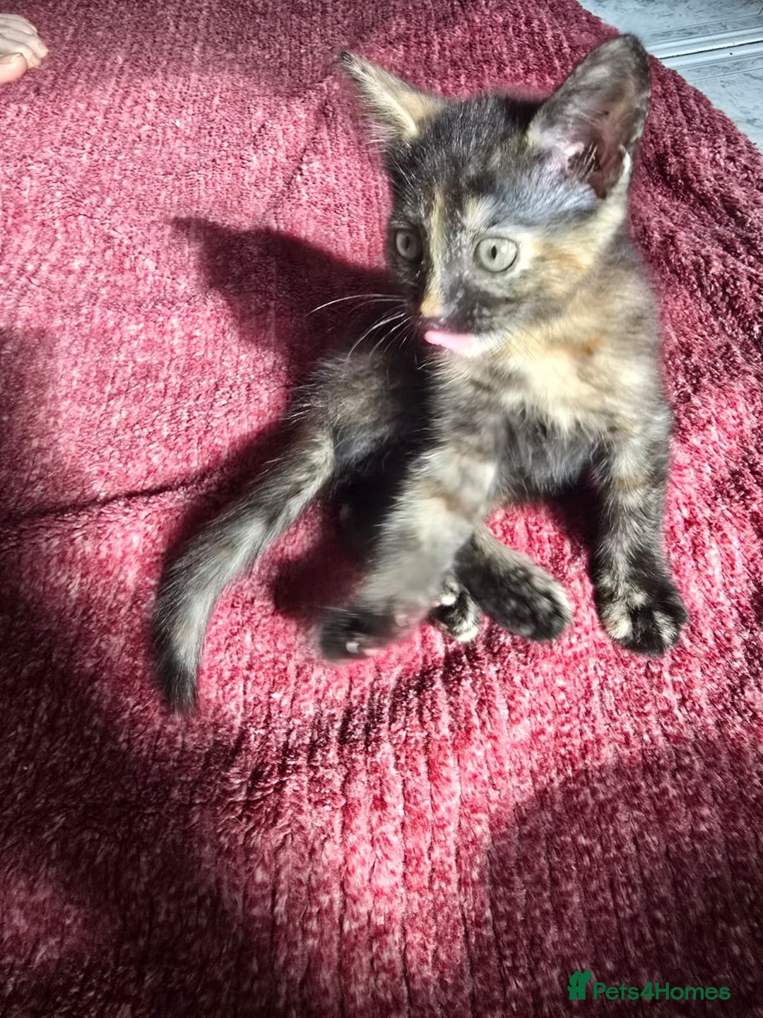 Mixed Breed cats for sale: Beautiful kittens  - Image 32
