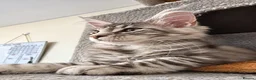 Maine Coon cats for sale: ACTIVE GCCF MAINE COON KITTENS 🐾❤️ - Advert 7