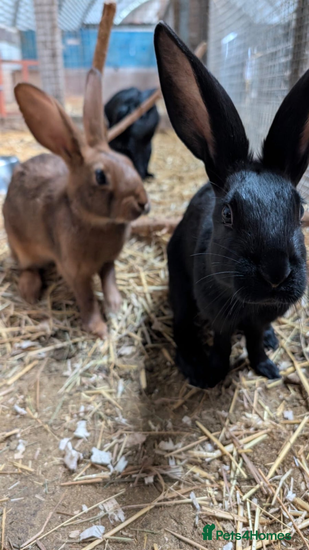 Belgian Hares rabbits for sale: Belgian hares  - Advert 6