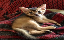 Abyssinian cats for sale: Beautiful Pedigree Abyssinian Kittens for sale in Blandford Forum - Image 17