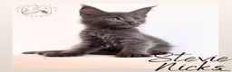 Maine Coon cats for sale: High Smoke, Smoke and Solid Pedigree Maine Coon’s - Advert 29