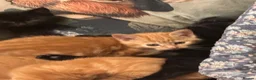 Mixed Breed cats for sale: Fluffy kittens!!!  - Advert 6