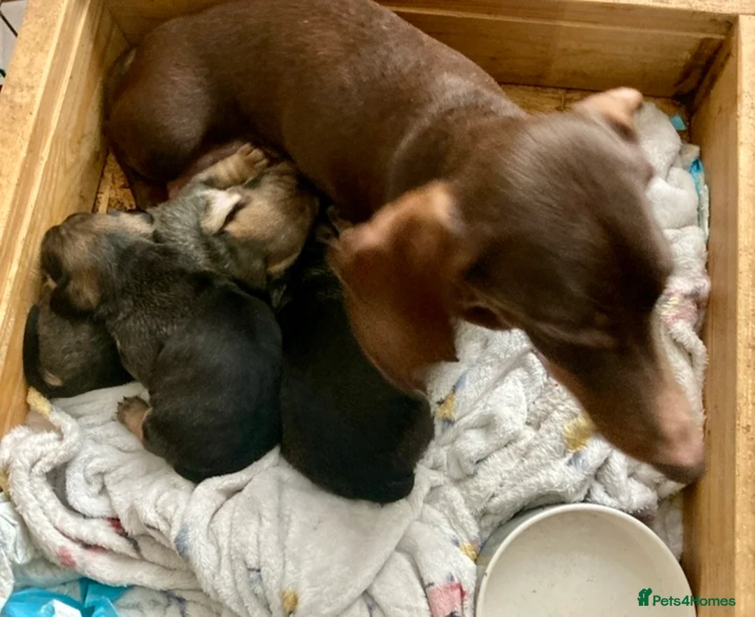 Mixed Breed dogs for sale: Beautiful Daug puppies  - Advert 11