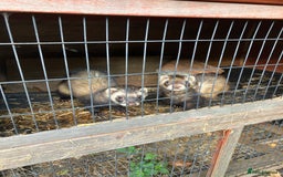 Ferret rodents for sale: Polecat and Sandy Ferrets hobs  - Image 5
