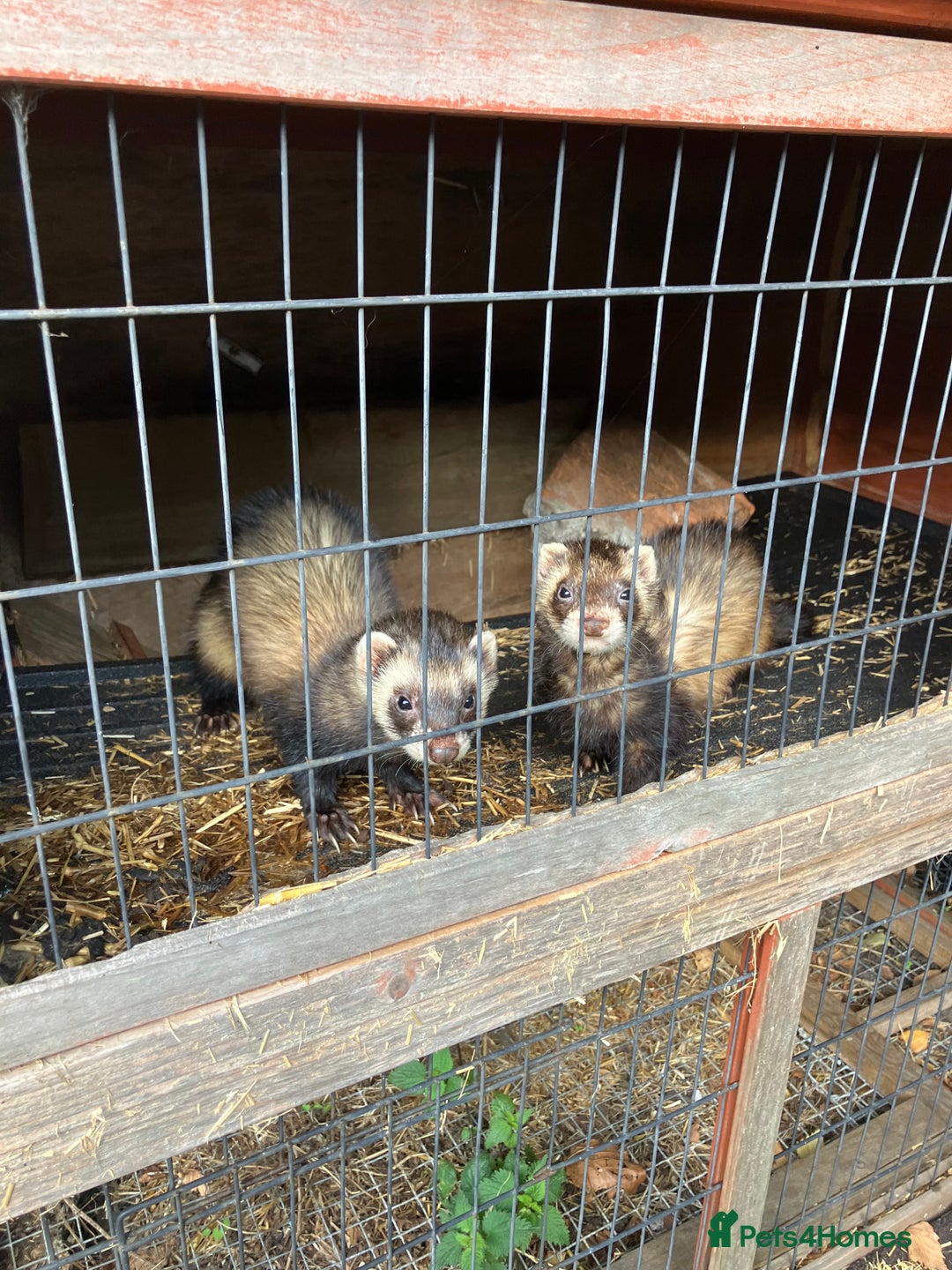 Ferret rodents for sale: Polecat and Sandy Ferrets hobs  - Image 5