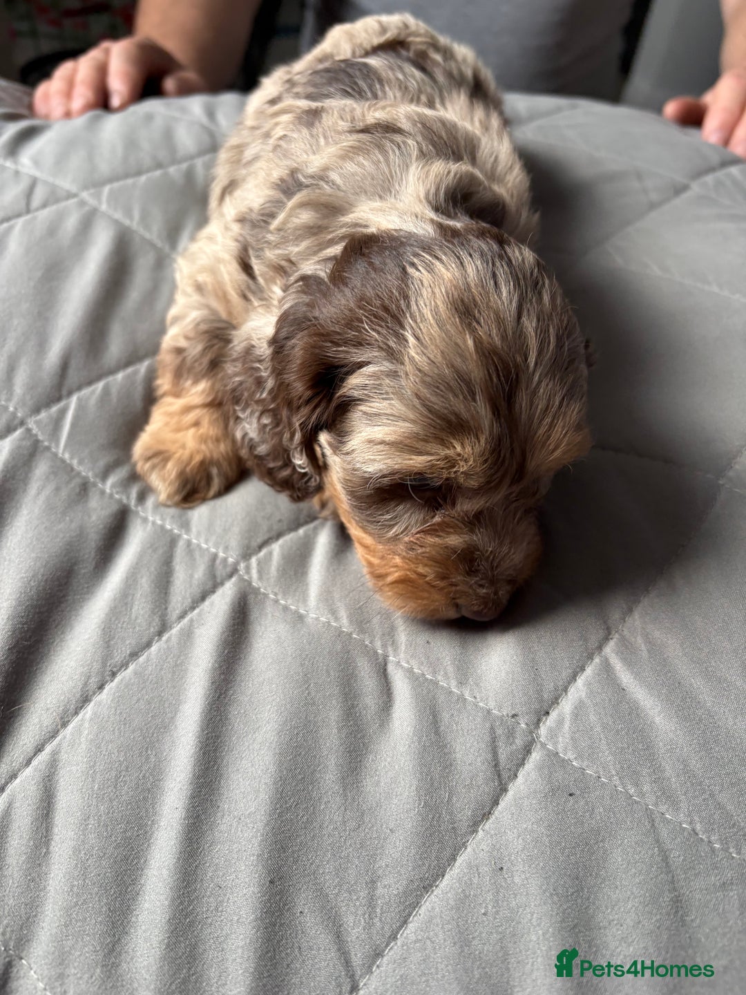 Mixed Breed dogs for sale: Dachshund x King Charles spaniel puppies for sale  - Advert 4